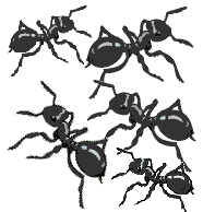 ants in the home