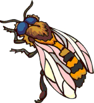 bees swarming