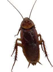 cockroaches