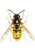 european wasp
