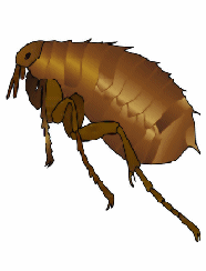 control fleas
