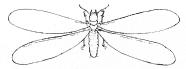 termite ready to fly off and reproduce