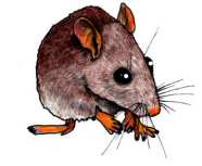 rats and mice infestations