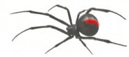 Redback spider