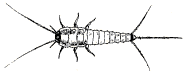 silverfish