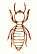 drawing of a termite