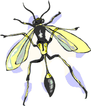 paper wasps